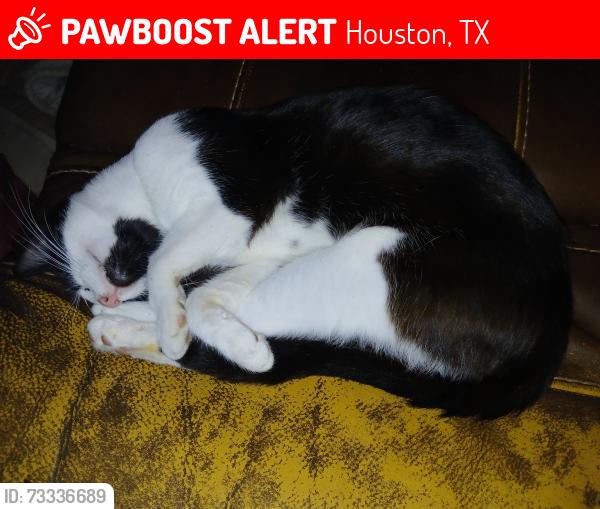 Lost Male Cat last seen Avenue I, Houston, TX 77011