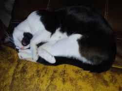 Lost Male Cat last seen Avenue I, Houston, TX 77011
