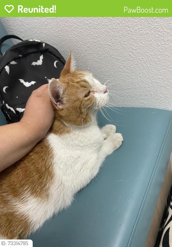 Reunited Female Cat last seen Condon Ave & Artesia Blvd, Lawndale, CA 90260