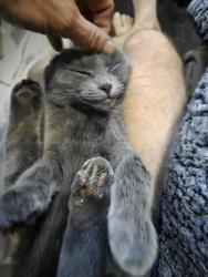 Reunited Female Cat last seen Avenue des pins, Rue guilbault, Montréal, QC H2X 2N9