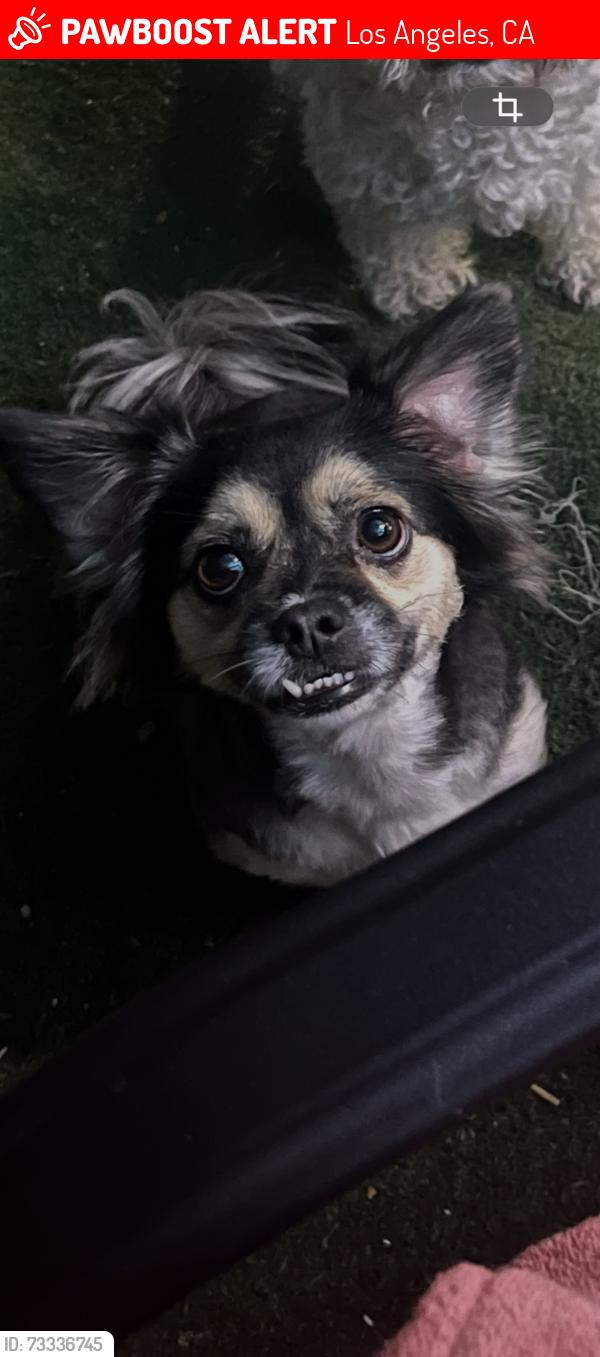 Lost Female Dog last seen Haddon and louvre st Pacoima, Los Angeles, CA 91331