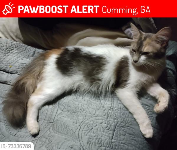 Lost Female Cat last seen Winfield, campground road, vickery lake, Cumming, GA 30040