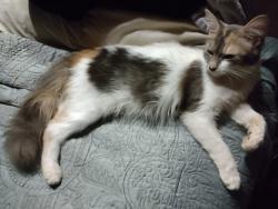 Lost Female Cat last seen Winfield, campground road, vickery lake, Cumming, GA 30040