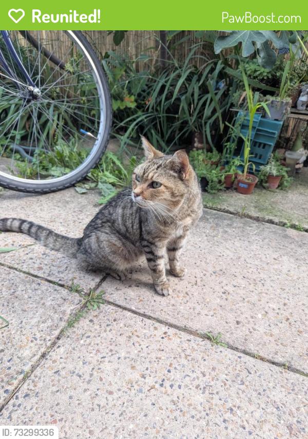 Reunited Male Cat last seen Ip1, Suffolk, England IP1 2LB
