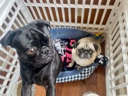 Reunited Male Dog last seen Near Calle Carrillo, San Dimas, CA 91773, USA, San Dimas, CA 91773
