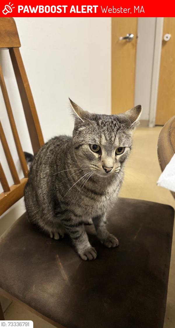 Lost Male Cat last seen Emerald Avenue and surrounding area, Webster, MA 01570