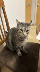 Lost Male Cat last seen Emerald Avenue and surrounding area, Webster, MA 01570