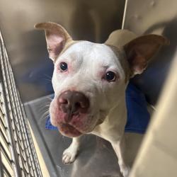 Shelter Stray Male Dog last seen , 5570 Sturmer Park Cir, Winston-Salem, NC 27105, USA
