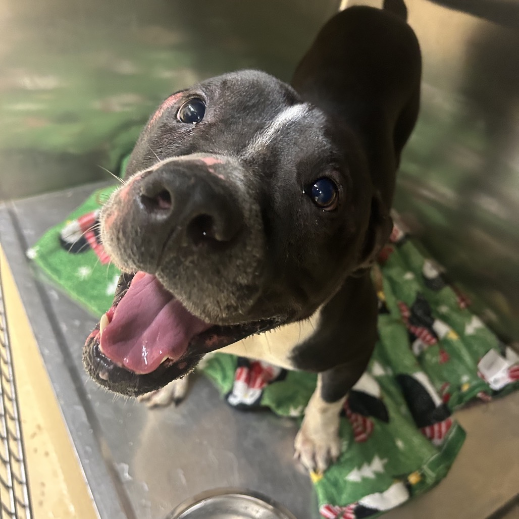 Shelter Stray Male Dog last seen , 5570 Sturmer Park Cir, Winston-Salem, NC 27105, USA