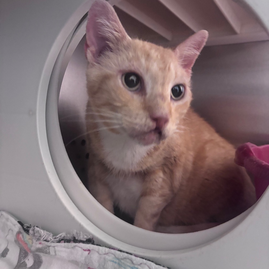 Shelter Stray Unknown Cat last seen , 3428 S Jenkins Ave, Norman, OK 73072, USA