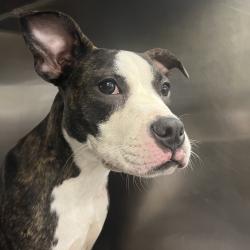 Shelter Stray Female Dog last seen , 4500 N Access Rd, Chattanooga, TN 37415, USA
