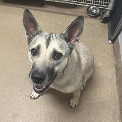 Shelter Stray Female Dog last seen , 4500 N Access Rd, Chattanooga, TN 37415, USA