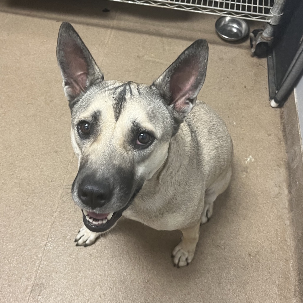 Shelter Stray Female Dog last seen , 4500 N Access Rd, Chattanooga, TN 37415, USA