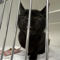 Shelter Stray Female Cat last seen , Animal Care & Control Team of Philly, 111 W Hunting Park Ave, Philadelphia, PA 19140, USA