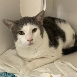 Shelter Stray Male Cat last seen , Animal Care & Control Team of Philly, 111 W Hunting Park Ave, Philadelphia, PA 19140, USA