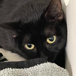 Shelter Stray Female Cat last seen , Animal Care & Control Team of Philly, 111 W Hunting Park Ave, Philadelphia, PA 19140, USA