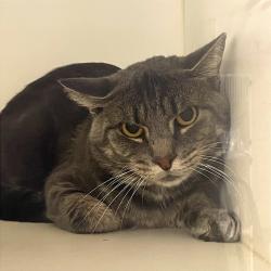 Shelter Stray Male Cat last seen , Animal Care & Control Team of Philly, 111 W Hunting Park Ave, Philadelphia, PA 19140, USA