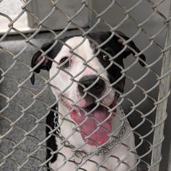 Shelter Stray Female Dog last seen , 328 Furman Hall Rd, Greenville, SC 29609, USA
