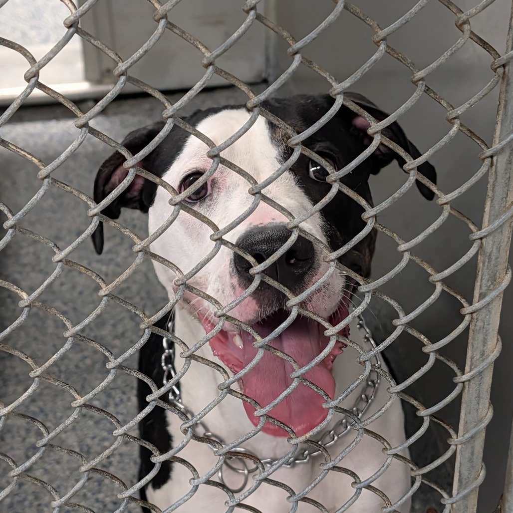 Shelter Stray Female Dog last seen , 328 Furman Hall Rd, Greenville, SC 29609, USA