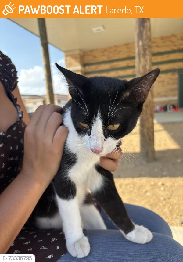 Found/Stray Male Cat last seen at nixon highschool, Laredo, TX 78043