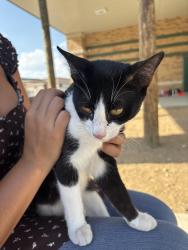 Found/Stray Male Cat last seen at nixon highschool, Laredo, TX 78043