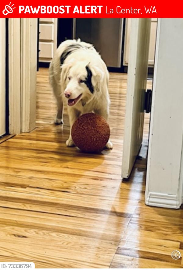 Lost Male Dog last seen 339th, La Center, WA 98629