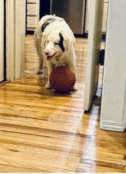 Lost Male Dog last seen 339th, La Center, WA 98629