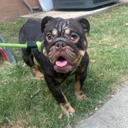 Shelter Stray Female Dog last seen , 4900 Milgen Rd, Columbus, GA 31907, USA