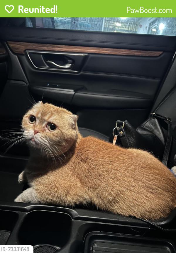 Reunited Male Cat last seen Emerson Ave, Los Angeles, CA 90045