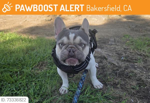 Found/Stray Male Dog last seen Harris, Bakersfield, CA 93313