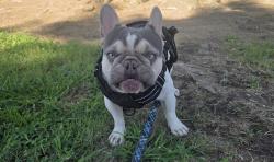 Found/Stray Male Dog last seen Harris, Bakersfield, CA 93313