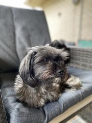 Reunited Female Dog last seen Todd Farm & Fairwood Century Oaks Subdivision, Elgin, IL 60123