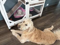 Lost Female Dog last seen Kunz Rd and Reeh Rd in Needville, Needville, TX 77461