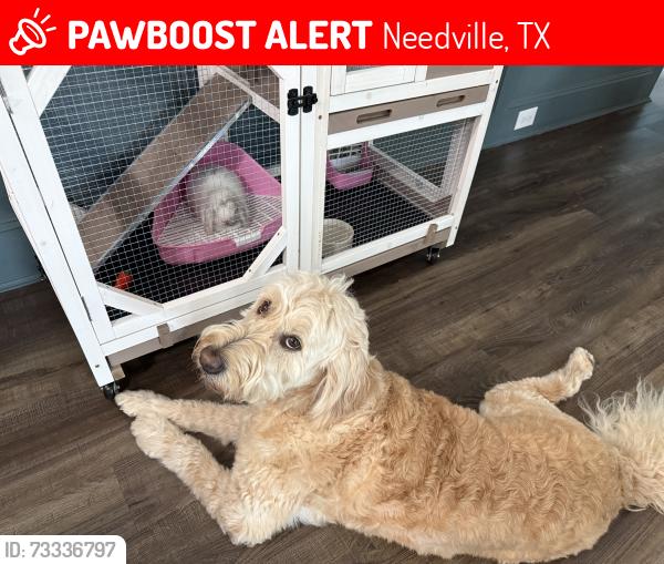 Lost Female Dog last seen Kunz Rd and Reeh Rd in Needville, Needville, TX 77461