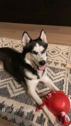 Reunited Female Dog last seen Mckellips & Horne, Mesa, AZ 85203