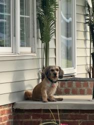 Lost Male Dog last seen Leaflet Rd, Spring Hill Church Rd, Stancil Rd, Farrar Rd, Lillington, NC 27546