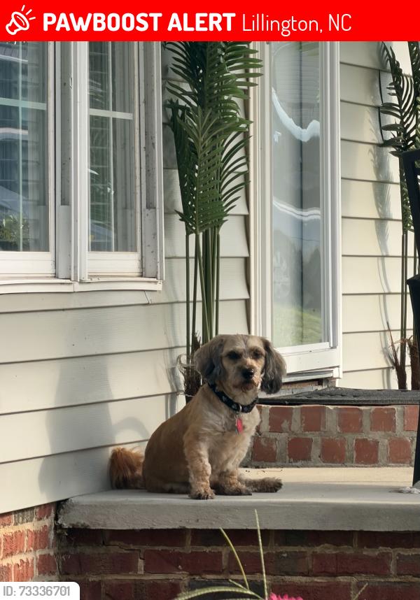 Lost Male Dog last seen Leaflet Rd, Spring Hill Church Rd, Stancil Rd, Farrar Rd, Lillington, NC 27546