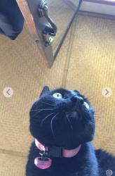 Lost Female Cat last seen Vista way and college Oceanside, Oceanside, CA 92056