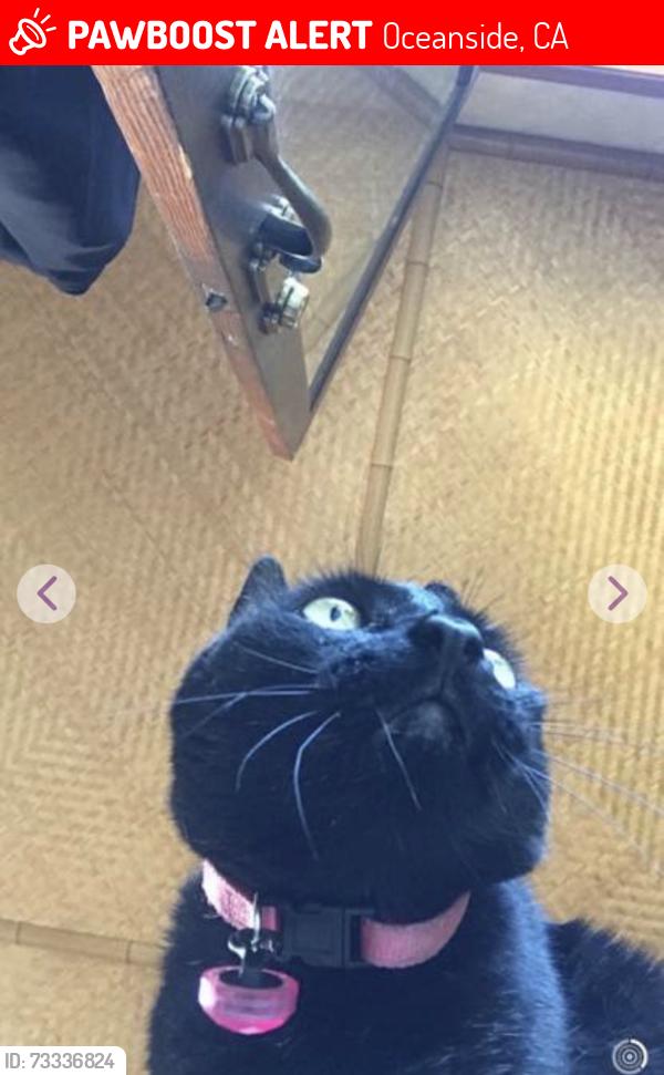 Lost Female Cat last seen Vista way and college Oceanside, Oceanside, CA 92056