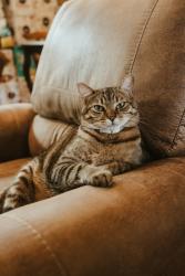 Lost Male Cat last seen Near Hidden Gold Trl, Cool, CA 95614