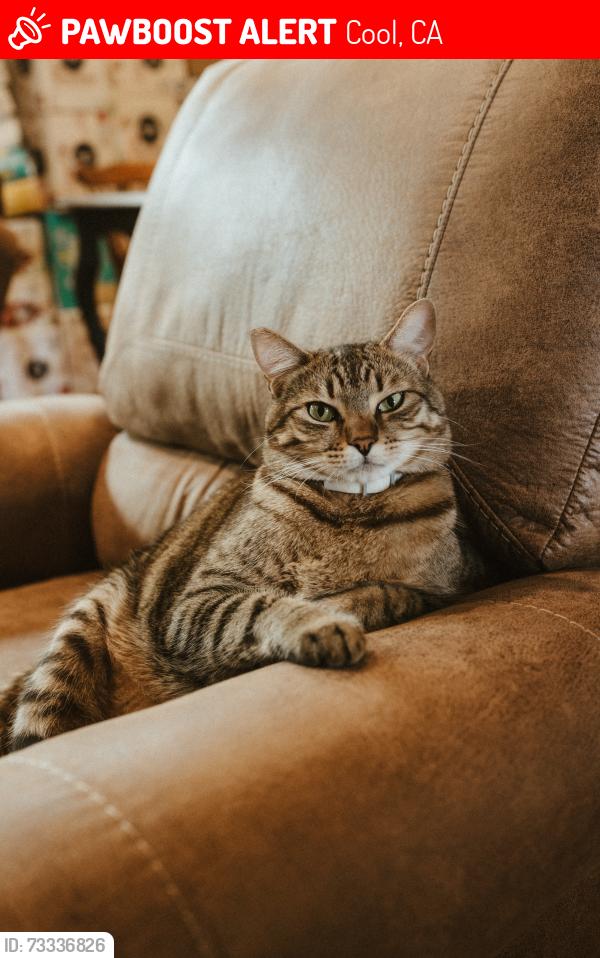 Lost Male Cat last seen Near Hidden Gold Trl, Cool, CA 95614