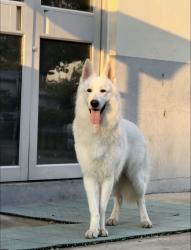 Lost Female Dog last seen Baseline Rd, La Verne, CA 91750, La Verne, CA 91750