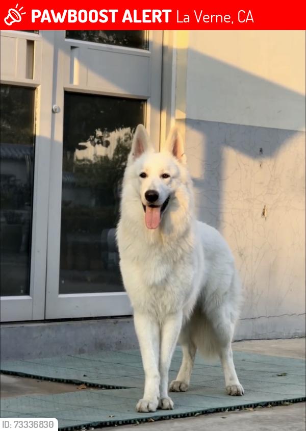 Lost Female Dog last seen Baseline Rd, La Verne, CA 91750, La Verne, CA 91750