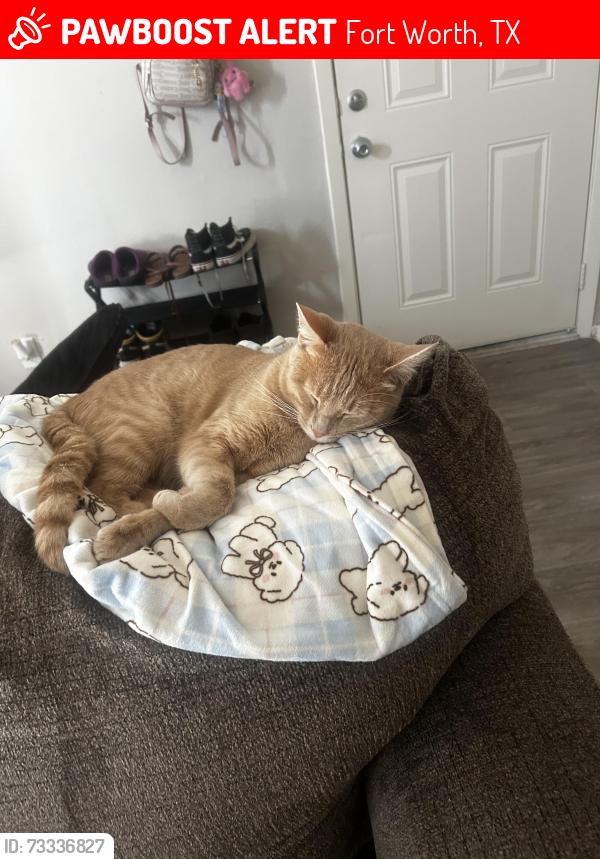 Lost Male Cat last seen campus dr, Fort Worth, TX 76119