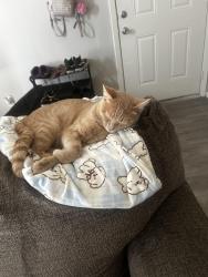 Lost Male Cat last seen campus dr, Fort Worth, TX 76119
