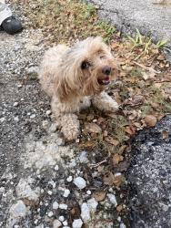 Found/Stray Female Dog last seen 22nd Ave and 119th st, Miami, FL 33167
