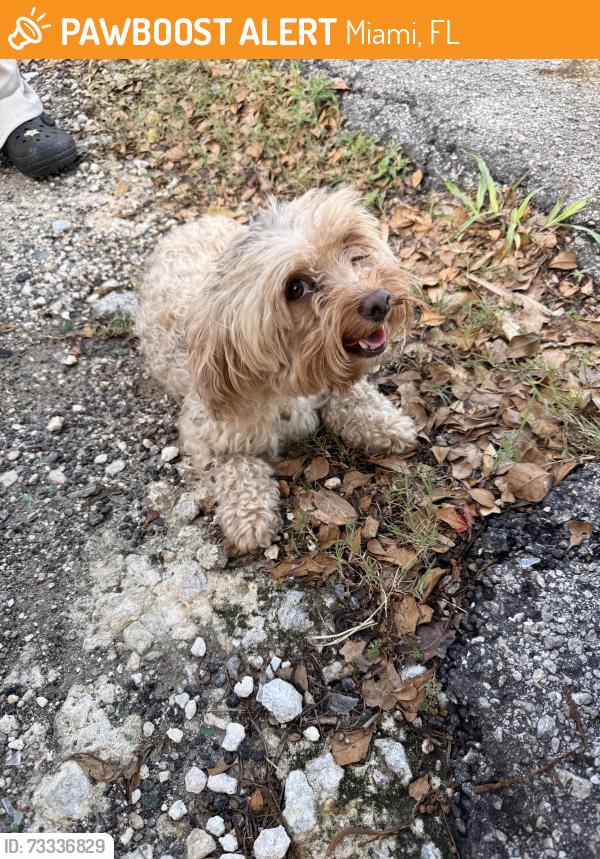 Found/Stray Female Dog last seen 22nd Ave and 119th st, Miami, FL 33167