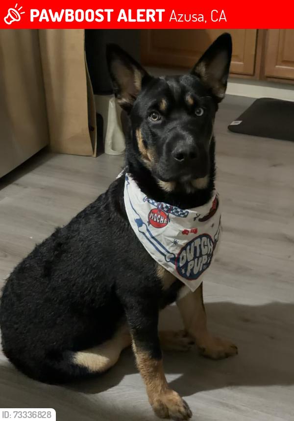 Lost Male Dog last seen Azusa and Gladstone, Azusa, CA 91702