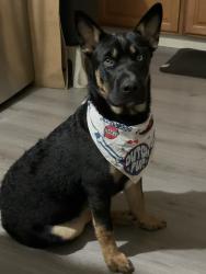 Lost Male Dog last seen Azusa and Gladstone, Azusa, CA 91702