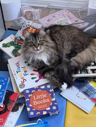 Reunited Female Cat last seen Near Anderson St, San Francisco, CA 94110, USA, San Francisco, CA 94110